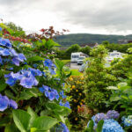 Flowers Flowers